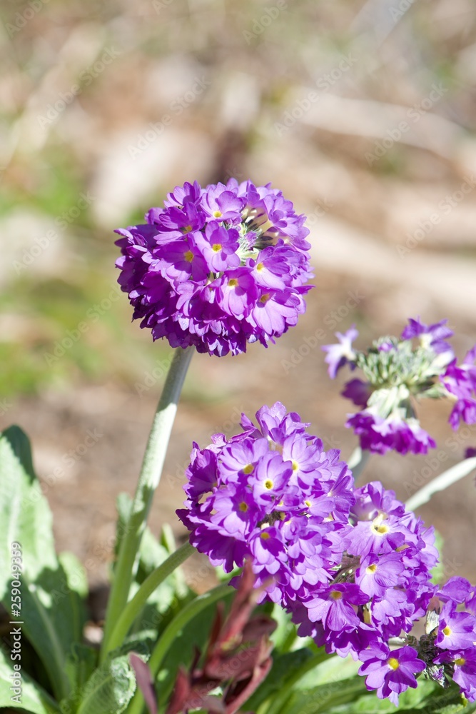 Obraz premium flower