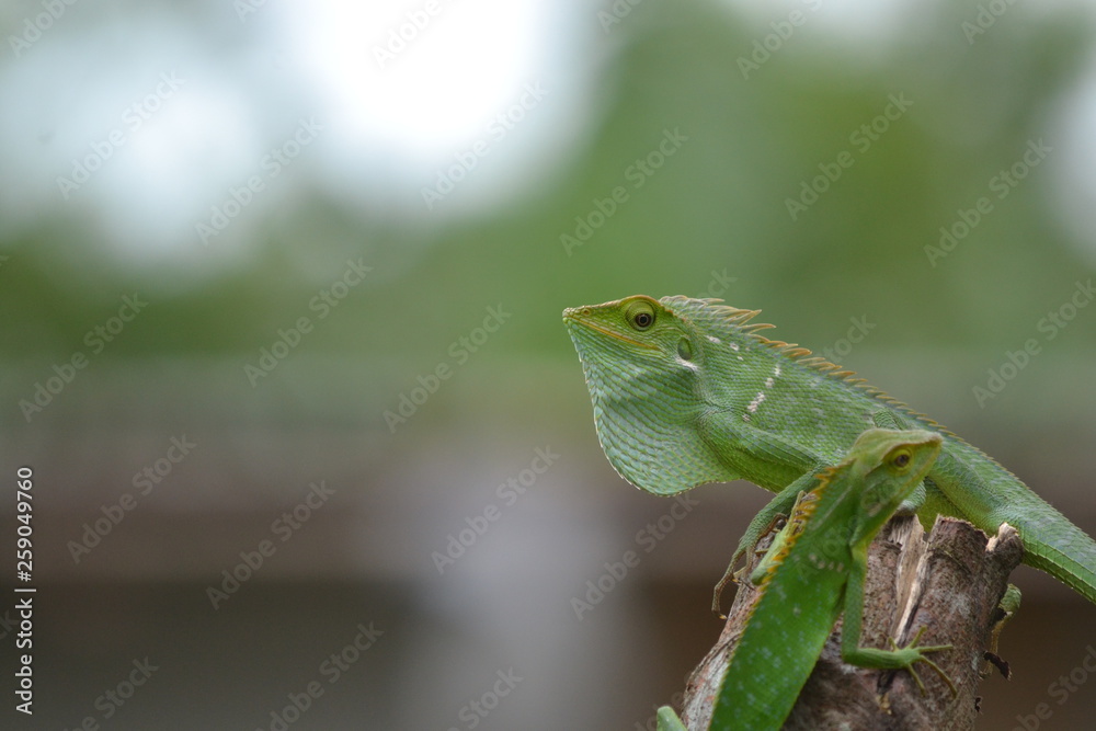 Mane chameleon on the tree stalk Mane chameleon on the tree stalk