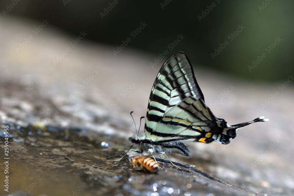 Butterfly from the Taiwan (Pazala eurous) Tailed Such as swords butterfly Butterfly from the Taiwan (Pazala eurous) Tailed Such as swords butterfly