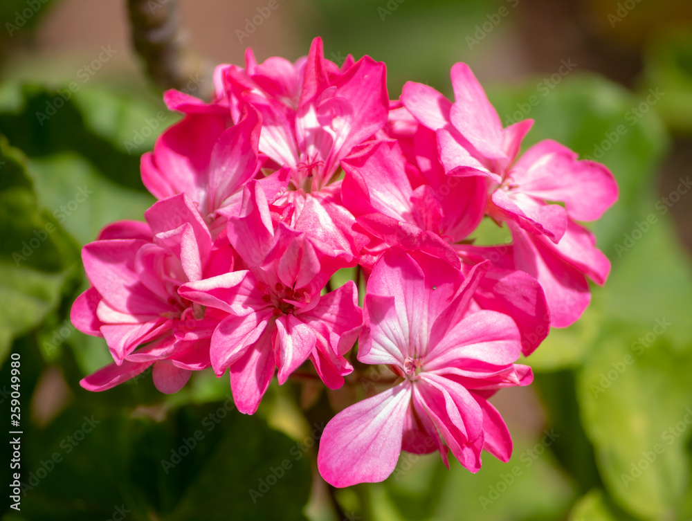 pink flower pink flower
