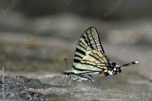 Butterfly from the Taiwan (Pazala eurous) Tailed Such as swords butterfly