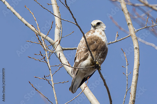 Majestic hak in tree looking for food. photo