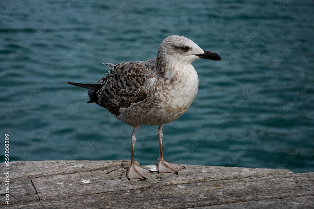 Seagull portrait and close up with the mediterranean sea in the background. Barcelona, Spain Seagull portrait and close up with the mediterranean sea in the background. Barcelona, Spain