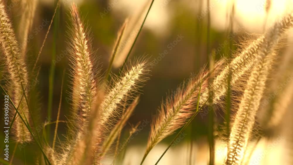 Grass flowers with sunlight Grass flowers with sunlight