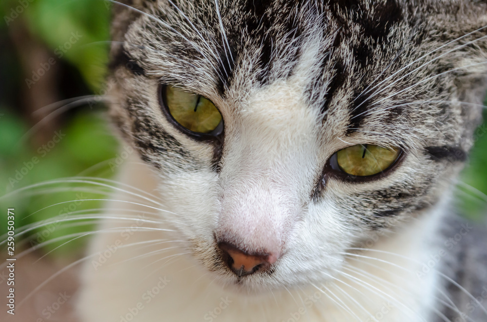 Cat's Eyes Looking Ahead Cat's Eyes Looking Ahead