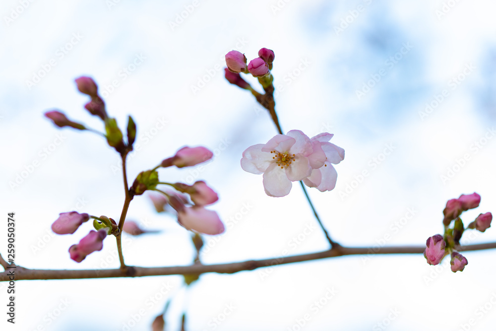Obraz premium 咲き始めた桜の花