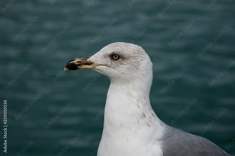 Seagull portrait and close up with the mediterranean sea in the background. Barcelona, Spain Seagull portrait and close up with the mediterranean sea in the background. Barcelona, Spain