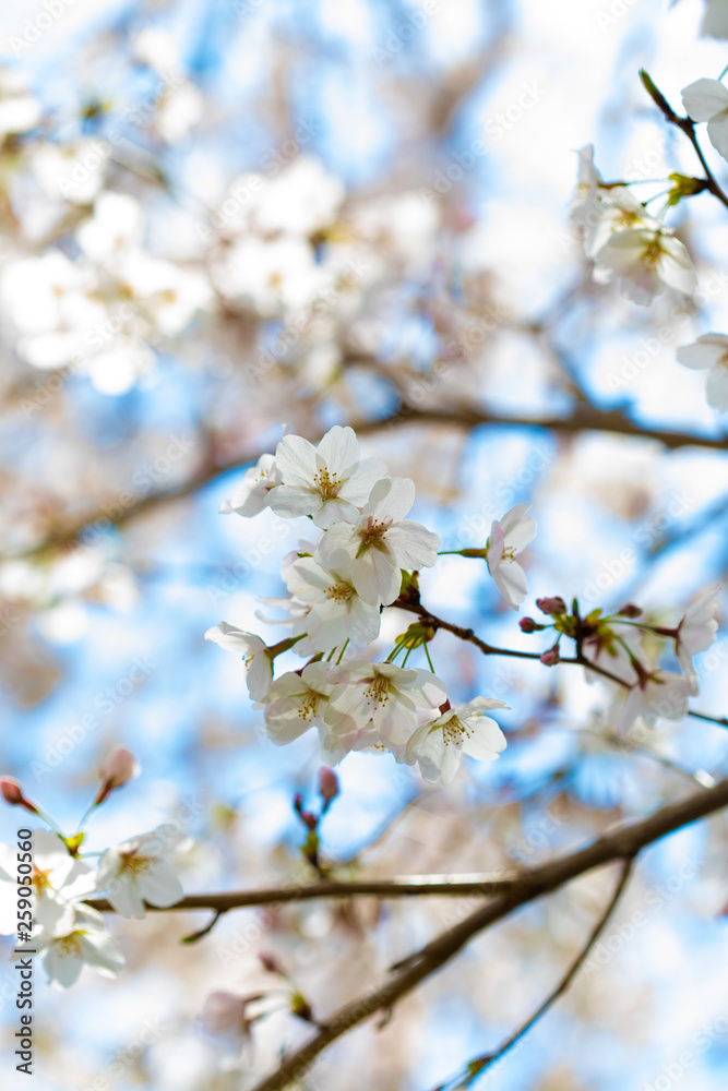 咲き始めた桜の花 咲き始めた桜の花