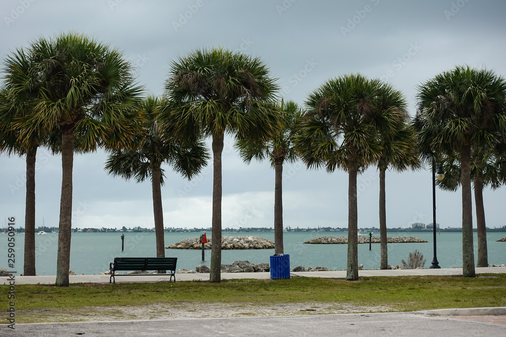 Fototapeta premium Palm tree lined walk along side the intercoastal waterway in Fort Pierce, Florida on a cloudy stormy day.