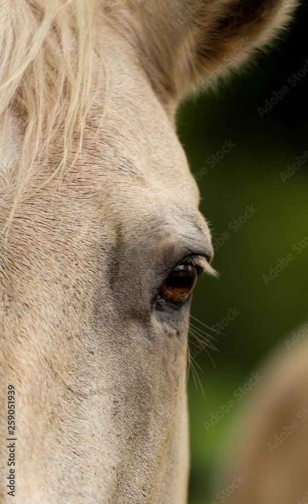 Obraz Close Up of a Horse Eye