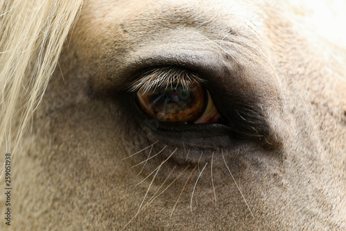 Close Up of a Horse Eye 