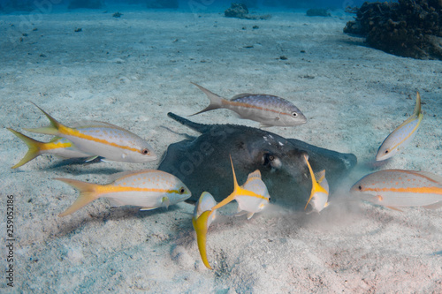 Southern Stingray searching for food with scavenging yellowtail snappers ready for a meal