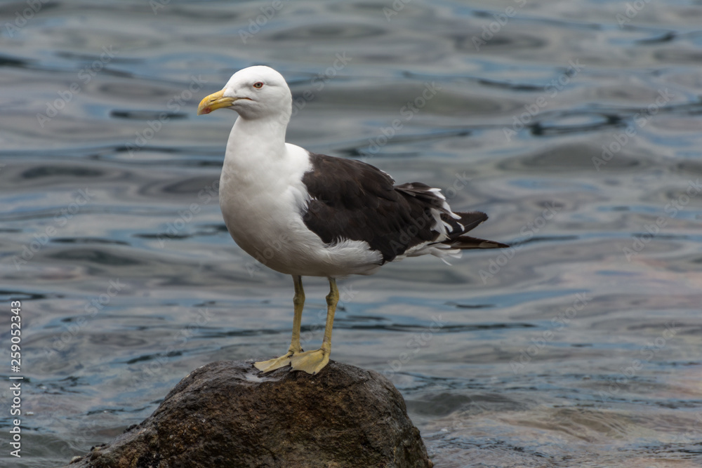 A sole gull floating at the Conceicao Lagoon, in Florianopolis, Brazil. A sole gull floating at the Conceicao Lagoon, in Florianopolis, Brazil.