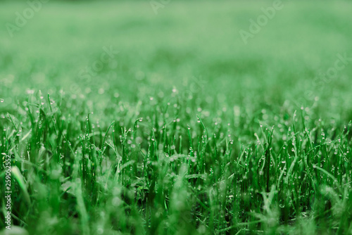 Natural background. Grass with water drops close up.