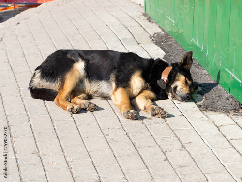Stray dogs lie on the ground and bask in the sun.