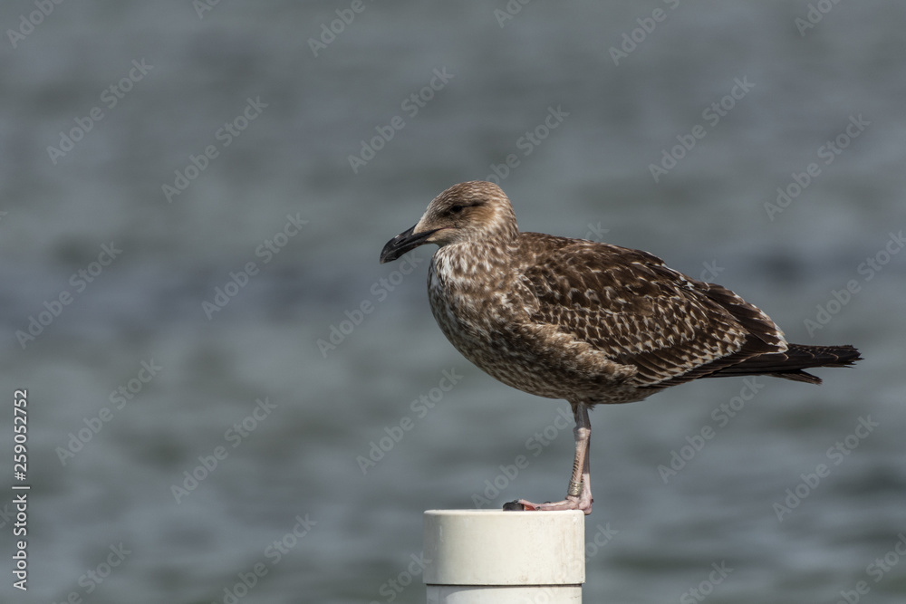Obraz premium A sigle seagull at the Conceicao Lagoon, in Florianopolis, Brazil.