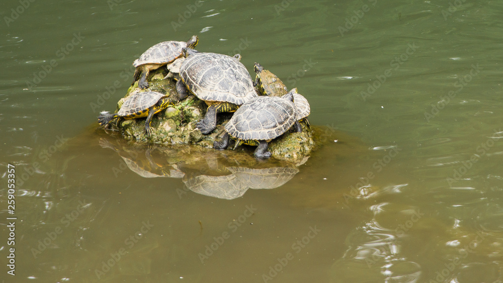 Fototapeta premium many turtles sitting on rock