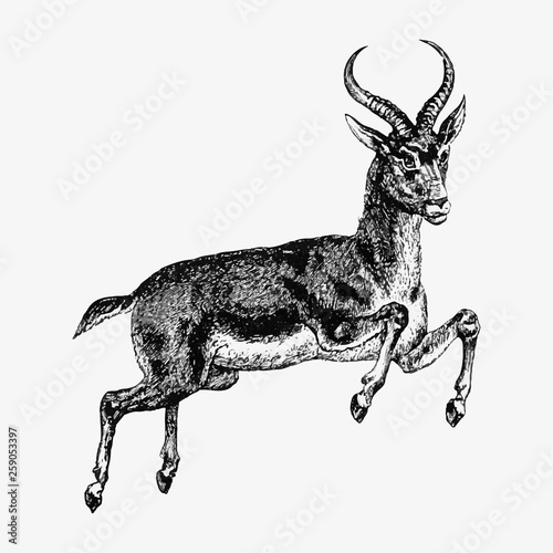 Reedbuck deer jumping