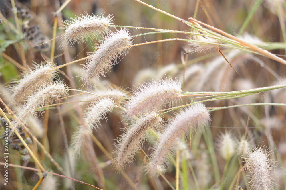 Grass Grass
