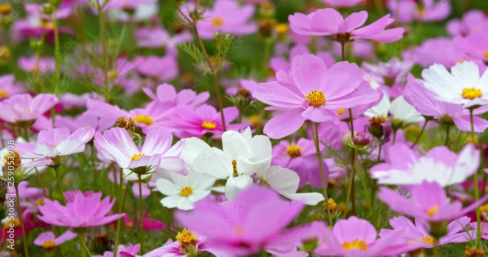 Pink cosmos flower field