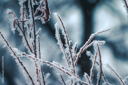 Hoar frost covered twigs in a wintery forest setting, up close on detail with a shallow depth of field. © Anthony