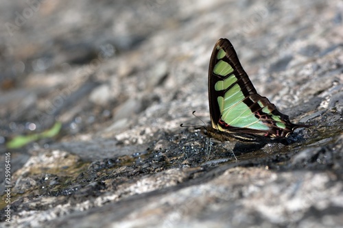 Butterfly from the Taiwan (Graphium cloanthus kuge)Broadband Swallow tail butterfly in water absorption photo