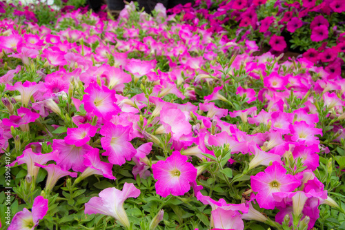 Wallpaper Mural Flowers blooming in the morning with many colorful green leaves. Torontodigital.ca