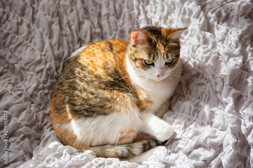 Fototapeta Naklejka Na Ścianę i Meble -  cat lying on bed