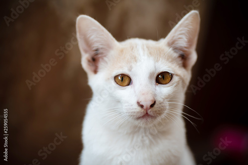 Close up of white and orange cat with yellow eyes looking at camera, cute pets