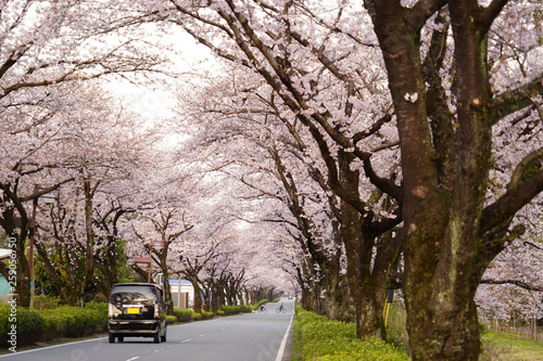 桜の花が満開となってトンネルとなった春の道路