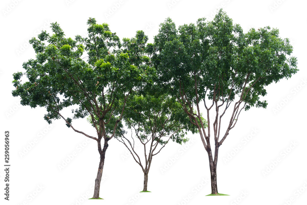 Three green trees isolated on white background Three green trees isolated on white background