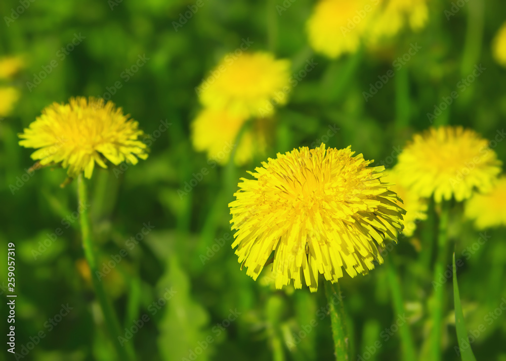 Yellow Dandelions Closeup In A Green Meadow Yellow Dandelions Closeup In A Green Meadow