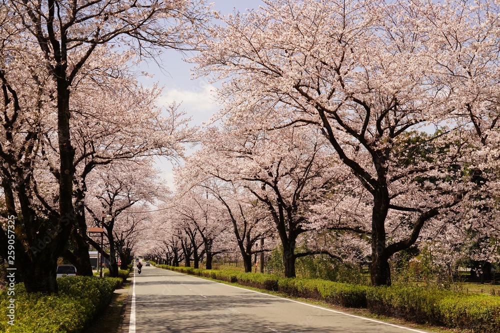 桜の花が満開となってトンネルとなった春の道路