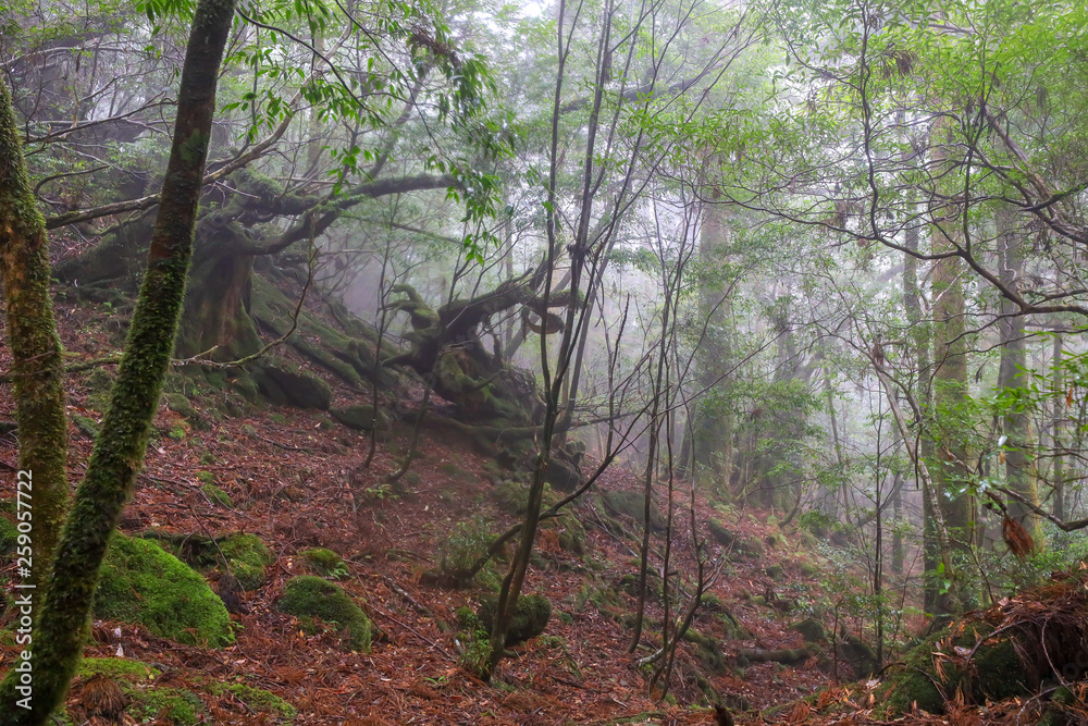 白谷雲水峡:屋久島 日本 白谷雲水峡:屋久島 日本