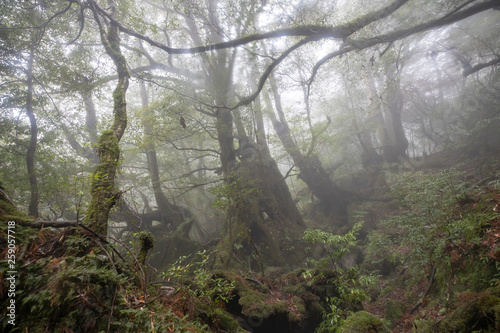 白谷雲水峡：屋久島　日本