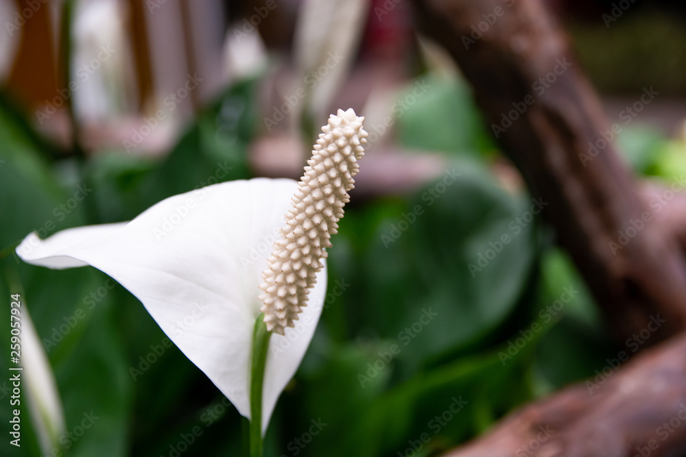 Flamingo or Arum white flower garden Flamingo or Arum white flower garden