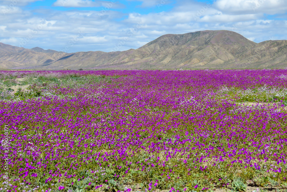 Flowers in the desert of Chile