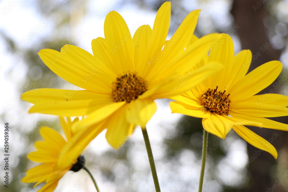 Obraz premium Flores Amarillas