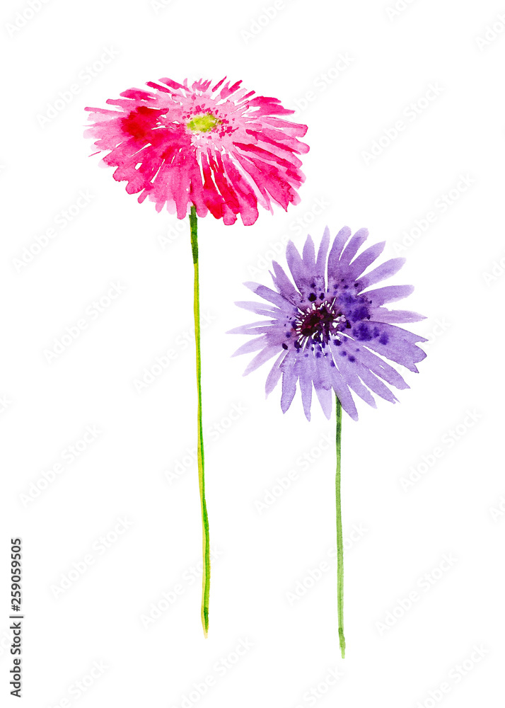 Set of two gerbera flowers. Watercolor illustration isolated on white background