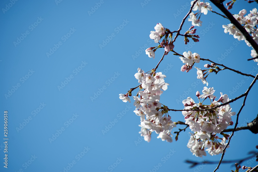 桜の枝・花・先端アップ2 桜の枝・花・先端アップ2
