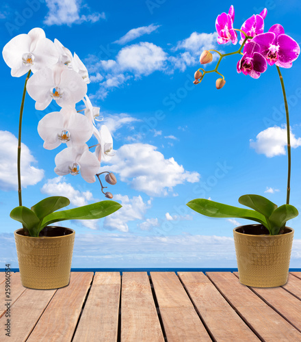 Orchidées sur terrasse