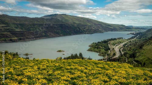 Fotografie Wild Flowers Blooming at Columbia River Gorge Spring, Rowena Crest Viewpoint & T
