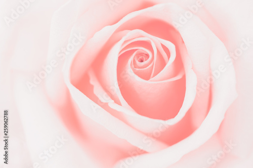 Valentine love heart coral fresh pink rose