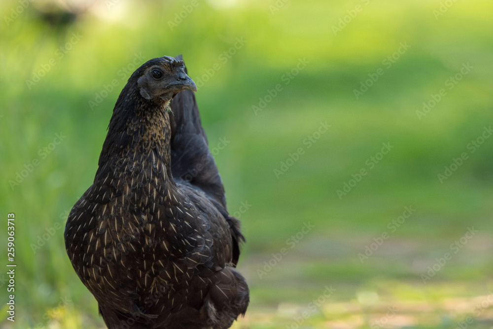 Black chicken, green background with space