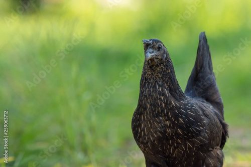 black chicken standing in a farm field and space