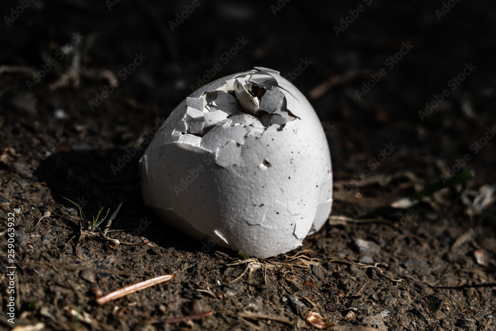 Obraz premium Frisch geschlüpft