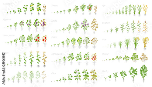 Agricultural plant, growth set animation. Cucumber tomato eggplant pepper corn grain and many other. Vector showing the progression growing plants. Growth stages planting.