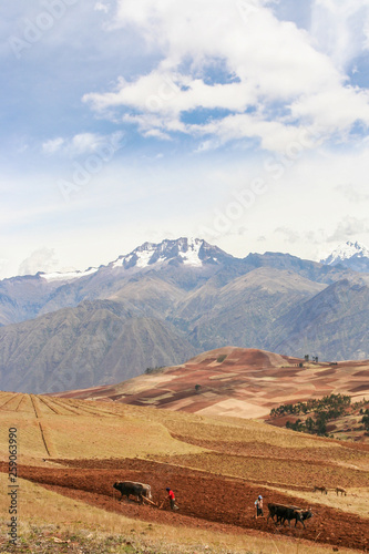 Cultivated fields of the Sacred Valley