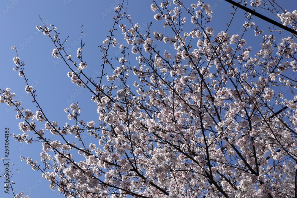 桜の花 桜の花