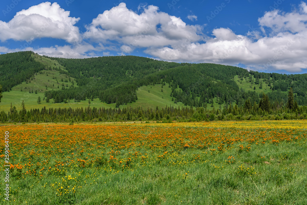 flowers orange mountains meadow clouds